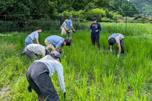 生き物や植物を見る